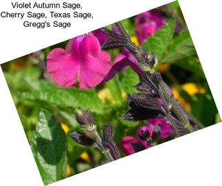 Violet Autumn Sage, Cherry Sage, Texas Sage, Gregg\'s Sage
