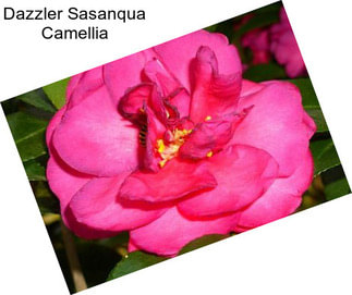 Dazzler Sasanqua Camellia