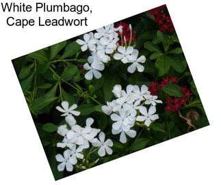 White Plumbago, Cape Leadwort