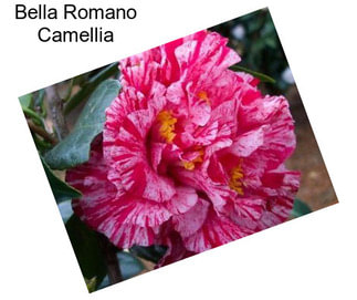 Bella Romano Camellia