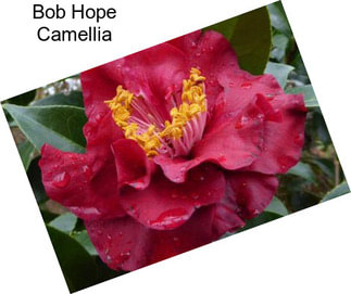 Bob Hope Camellia