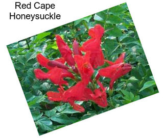 Red Cape Honeysuckle