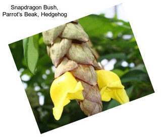 Snapdragon Bush, Parrot\'s Beak, Hedgehog