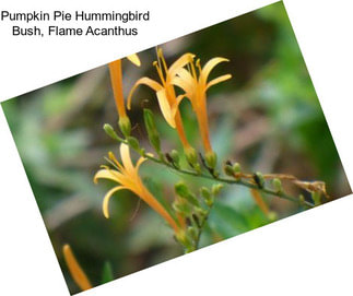 Pumpkin Pie Hummingbird Bush, Flame Acanthus