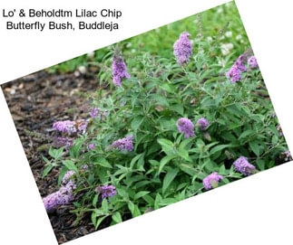 Lo\' & Beholdtm Lilac Chip Butterfly Bush, Buddleja