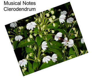 Musical Notes Clerodendrum