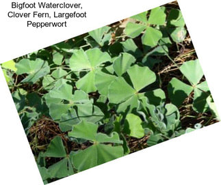 Bigfoot Waterclover, Clover Fern, Largefoot Pepperwort