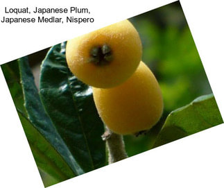 Loquat, Japanese Plum, Japanese Medlar, Nispero