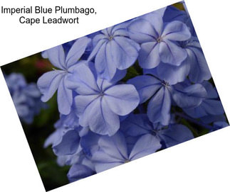 Imperial Blue Plumbago, Cape Leadwort