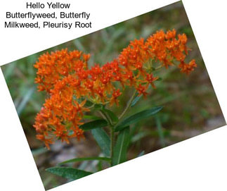 Hello Yellow Butterflyweed, Butterfly Milkweed, Pleurisy Root