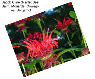 Jacob Cline Scarlet Bee Balm, Monarda, Oswego Tea, Bergamot