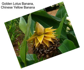 Golden Lotus Banana, Chinese Yellow Banana