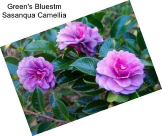 Green\'s Bluestm Sasanqua Camellia