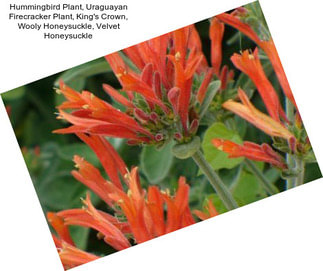 Hummingbird Plant, Uraguayan Firecracker Plant, King\'s Crown, Wooly Honeysuckle, Velvet Honeysuckle