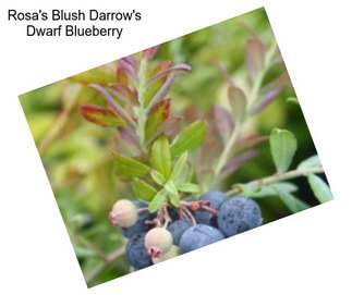 Rosa\'s Blush Darrow\'s Dwarf Blueberry