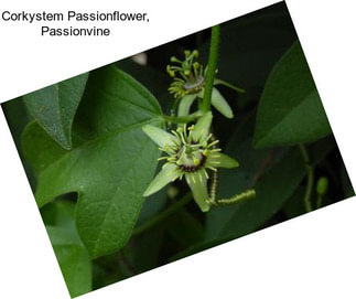 Corkystem Passionflower, Passionvine