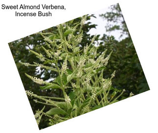 Sweet Almond Verbena, Incense Bush