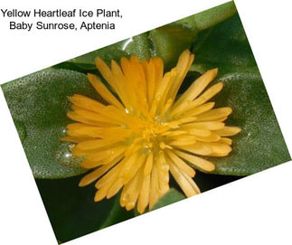 Yellow Heartleaf Ice Plant, Baby Sunrose, Aptenia