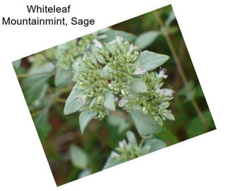 Whiteleaf Mountainmint, Sage