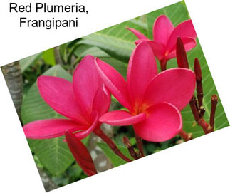 Red Plumeria, Frangipani