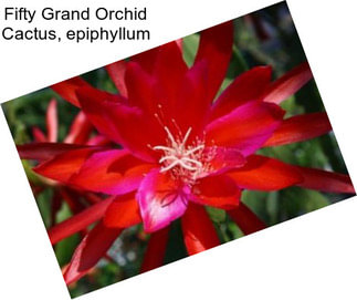 Fifty Grand Orchid Cactus, epiphyllum