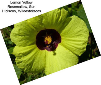 Lemon Yellow Rosemallow, Sun Hibiscus, Wildestokroos