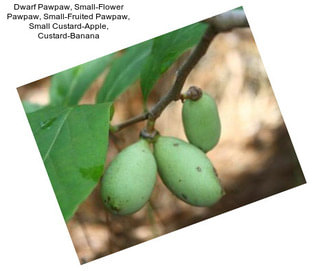 Dwarf Pawpaw, Small-Flower Pawpaw, Small-Fruited Pawpaw, Small Custard-Apple, Custard-Banana