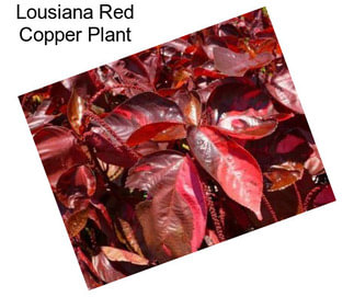 Lousiana Red Copper Plant