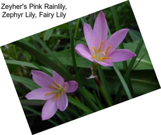 Zeyher\'s Pink Rainlily, Zephyr Lily, Fairy Lily