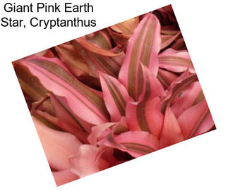 Giant Pink Earth Star, Cryptanthus