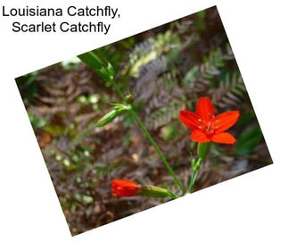 Louisiana Catchfly, Scarlet Catchfly