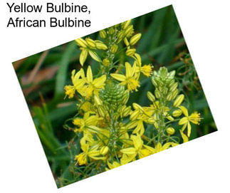 Yellow Bulbine, African Bulbine