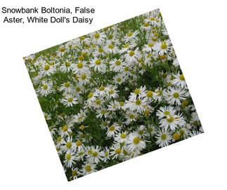 Snowbank Boltonia, False Aster, White Doll\'s Daisy