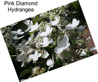 Pink Diamond Hydrangea