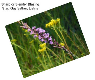 Sharp or Slender Blazing Star, Gayfeather, Liatris