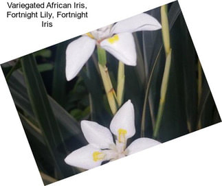 Variegated African Iris, Fortnight Lily, Fortnight Iris