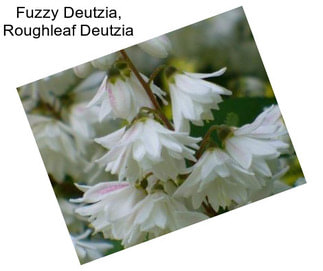 Fuzzy Deutzia, Roughleaf Deutzia