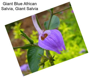 Giant Blue African Salvia, Giant Salvia