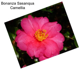 Bonanza Sasanqua Camellia