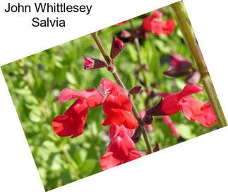 John Whittlesey Salvia