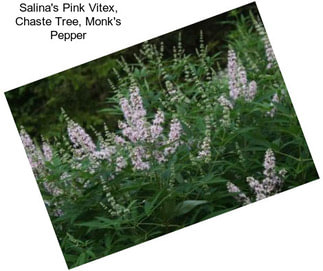 Salina\'s Pink Vitex, Chaste Tree, Monk\'s Pepper