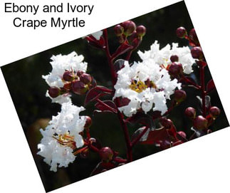 Ebony and Ivory Crape Myrtle