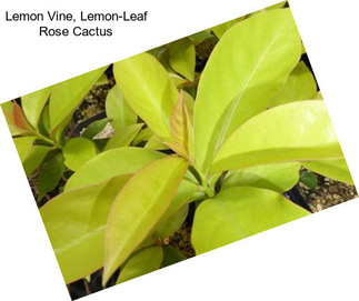 Lemon Vine, Lemon-Leaf Rose Cactus