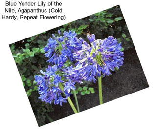 Blue Yonder Lily of the Nile, Agapanthus (Cold Hardy, Repeat Flowering)