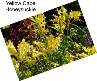 Yellow Cape Honeysuckle