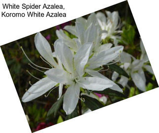 White Spider Azalea, Koromo White Azalea