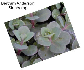 Bertram Anderson Stonecrop