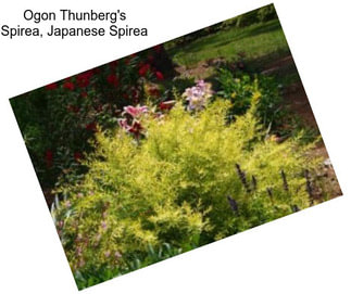 Ogon Thunberg\'s Spirea, Japanese Spirea