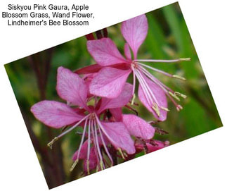 Siskyou Pink Gaura, Apple Blossom Grass, Wand Flower, Lindheimer\'s Bee Blossom