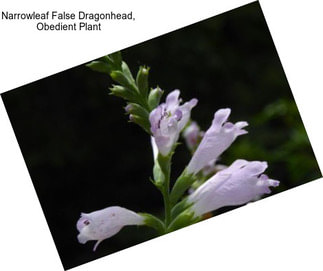 Narrowleaf False Dragonhead, Obedient Plant